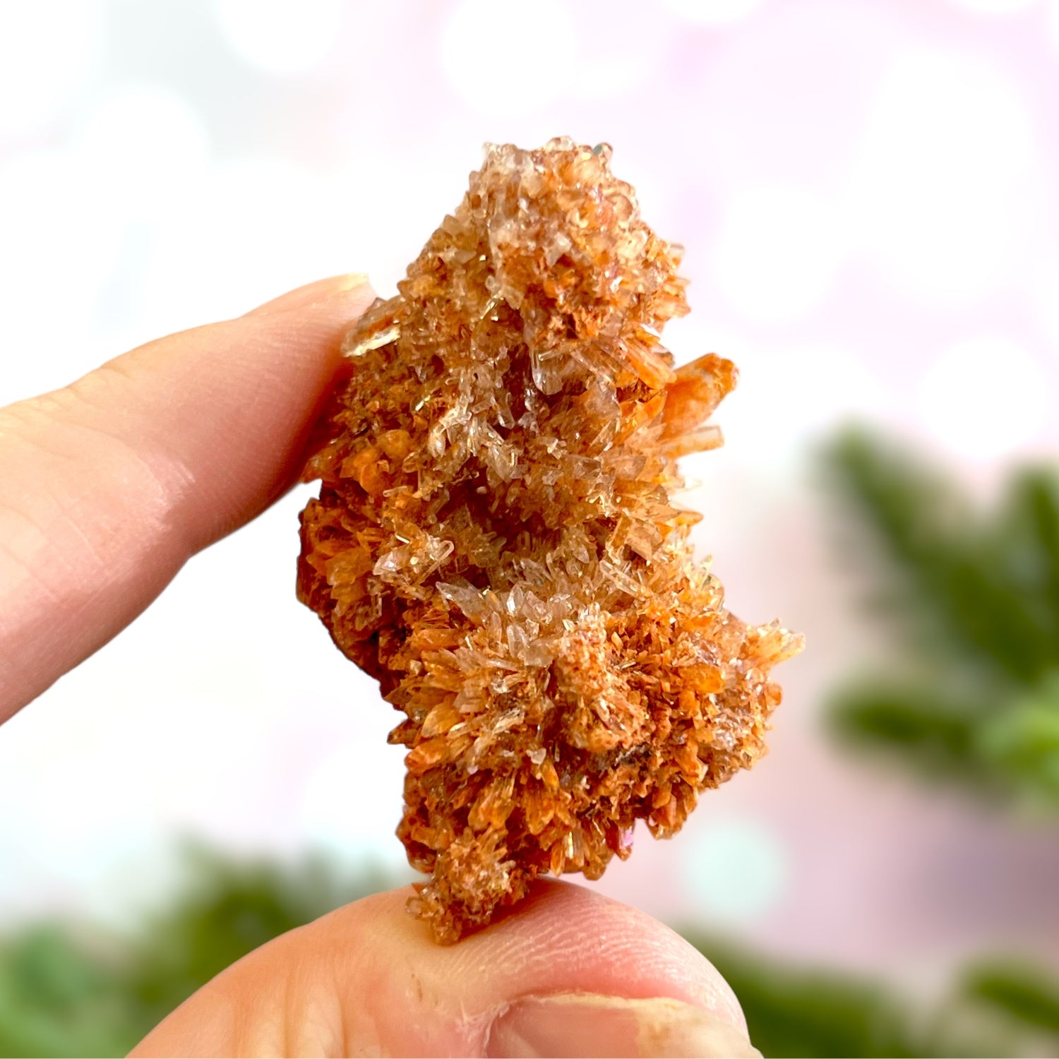 Creedite