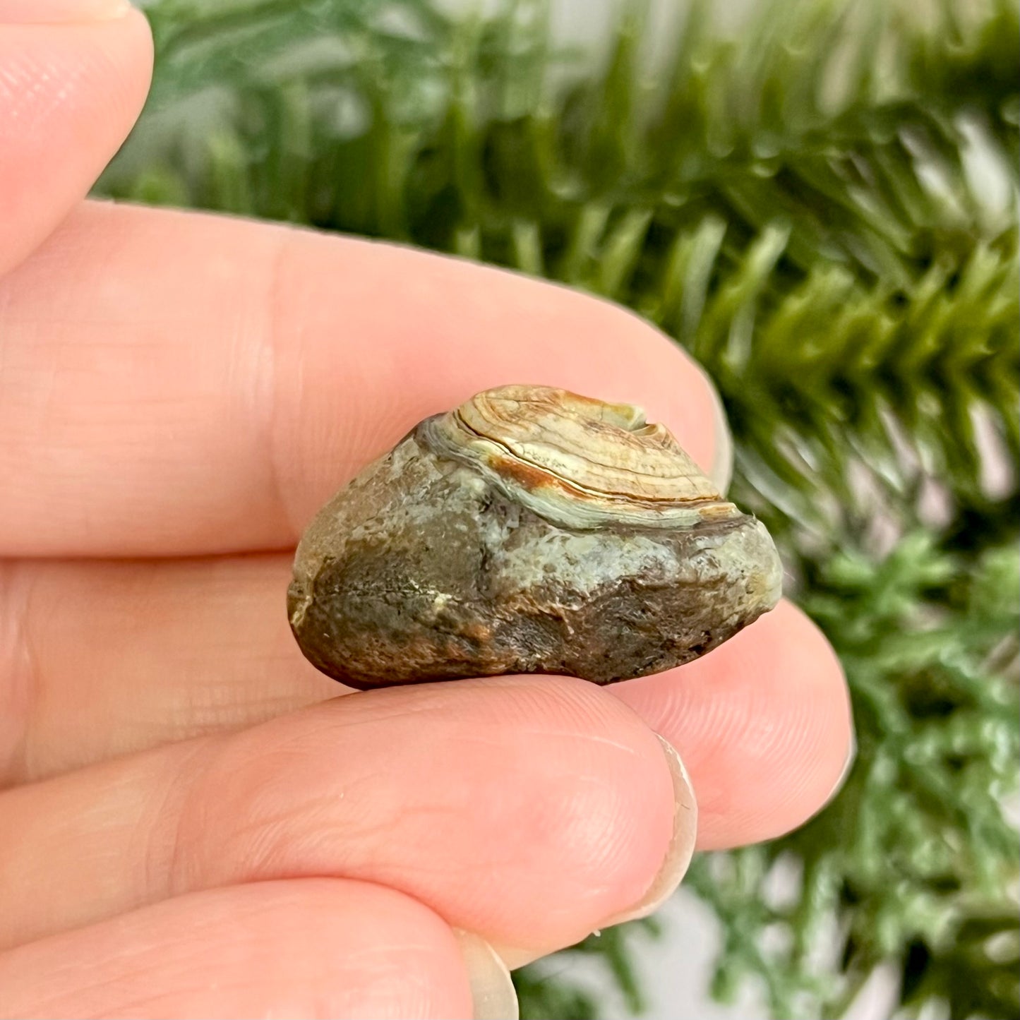 Gobi Desert Agate Natural Nodule