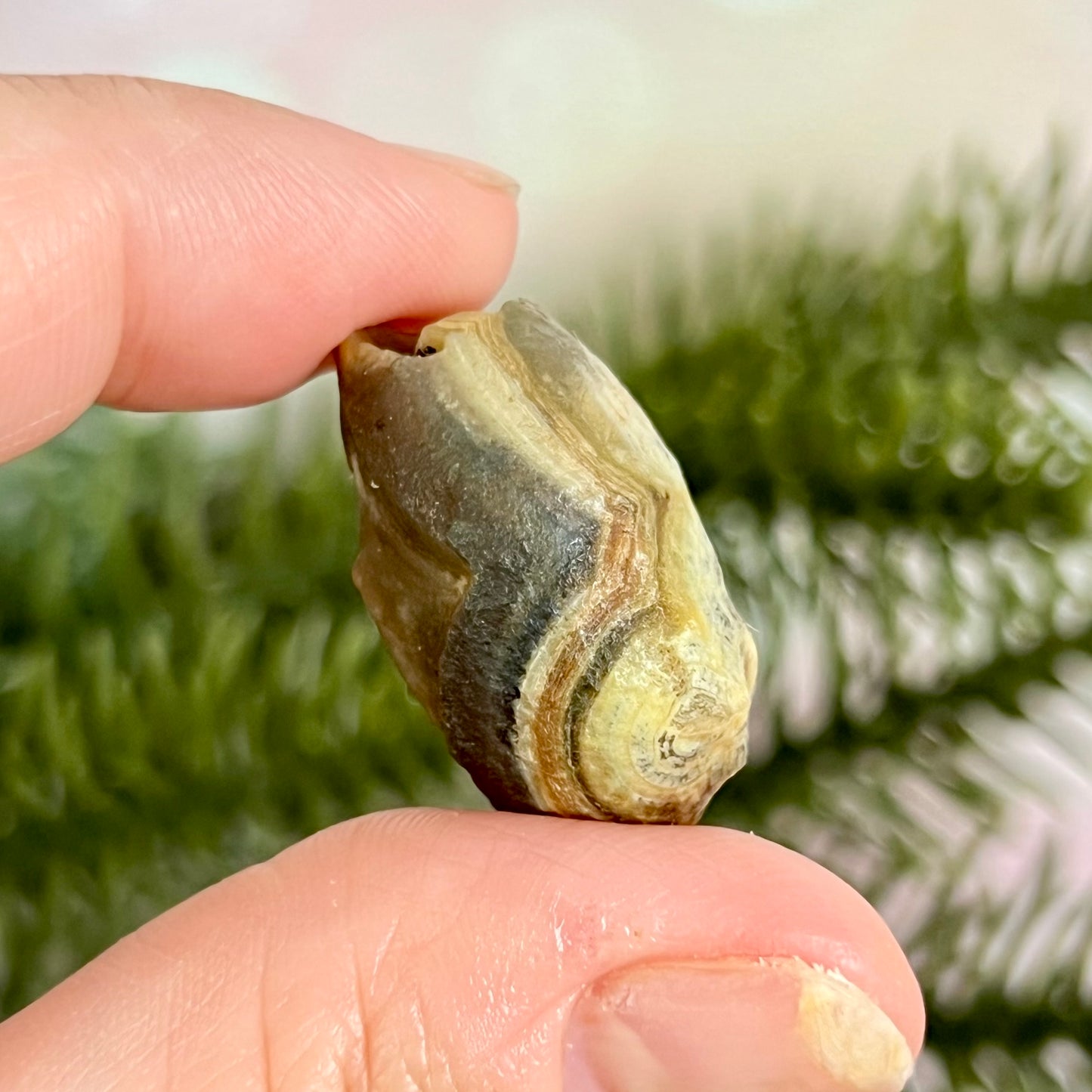 Gobi Desert Agate Natural Nodule