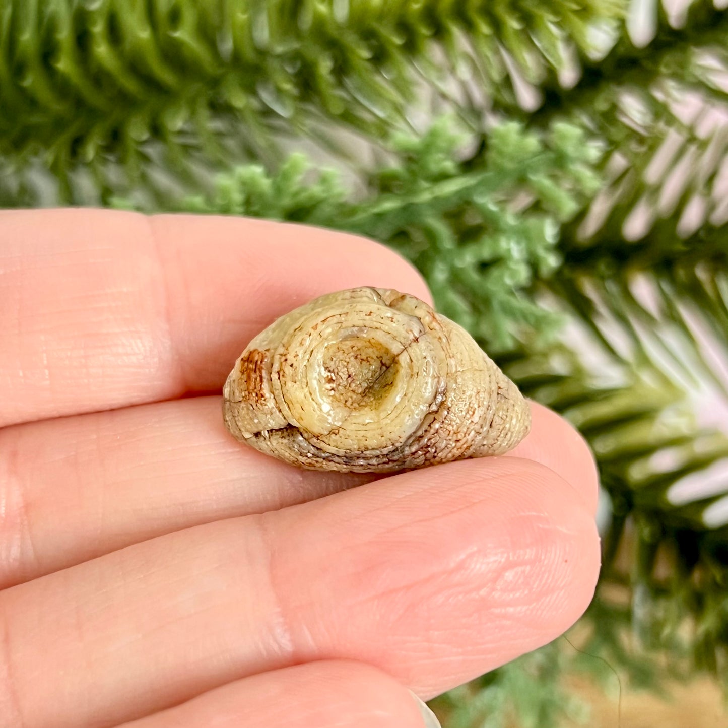 Gobi Desert Agate Natural Nodule
