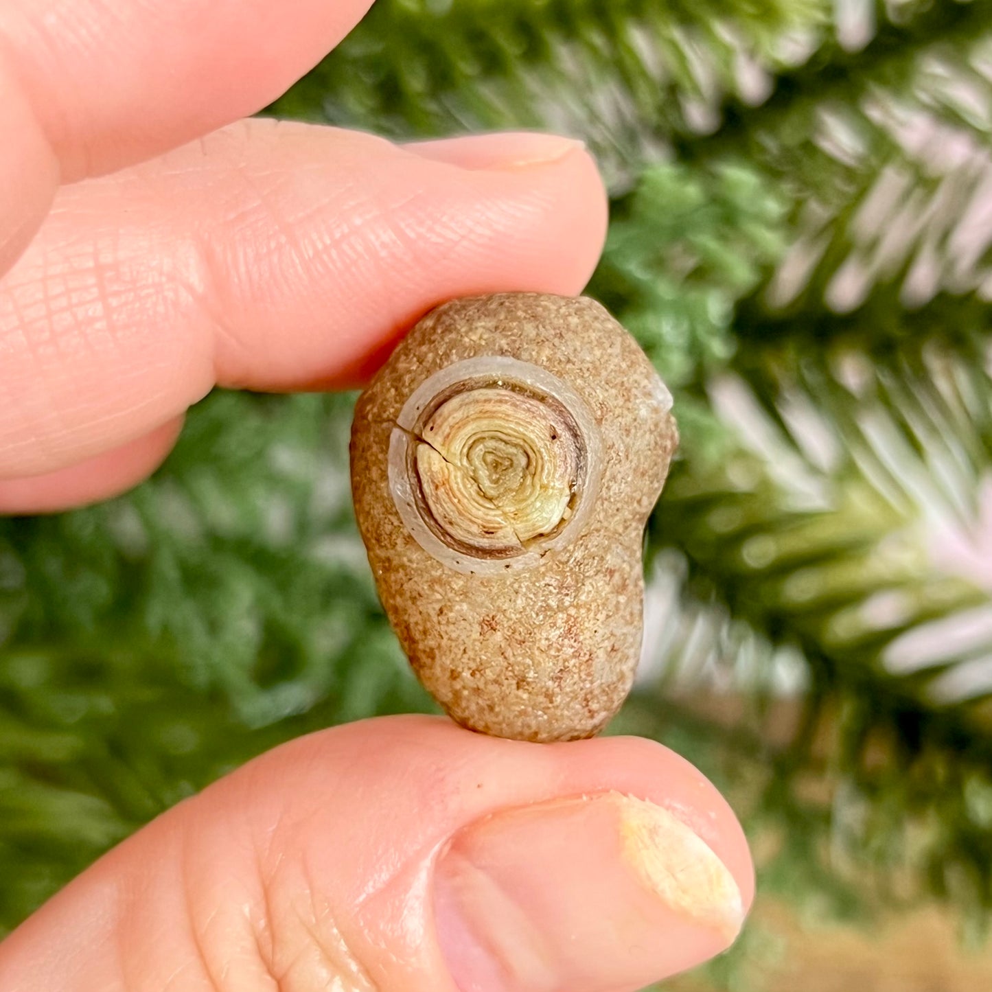 Gobi Desert Agate Natural Nodule