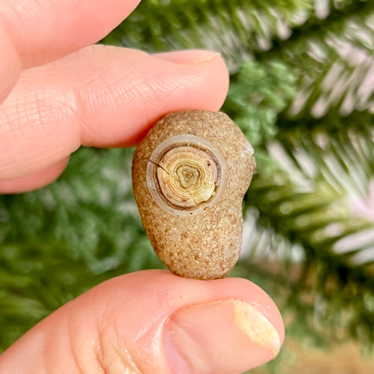 Gobi Desert Agate Natural Nodule