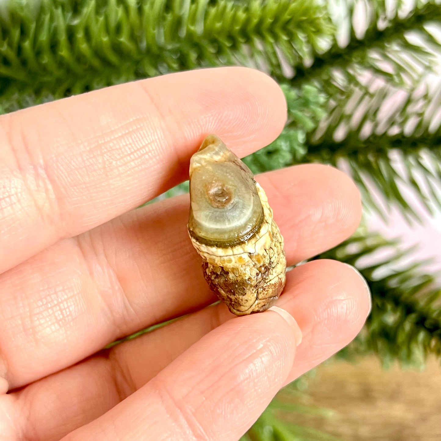 Gobi Desert Agate Natural Nodule