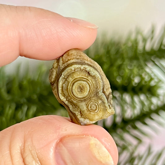 Gobi Desert Agate Natural Nodule