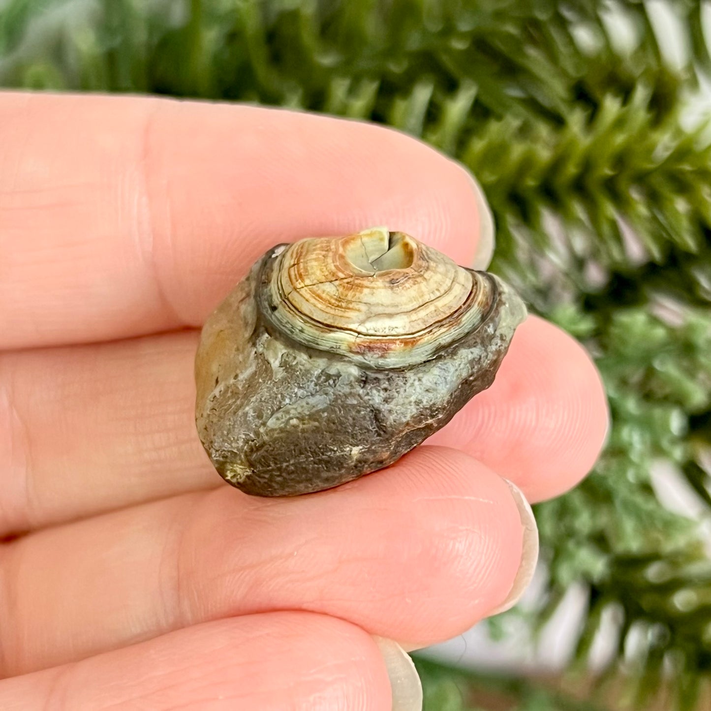 Gobi Desert Agate Natural Nodule