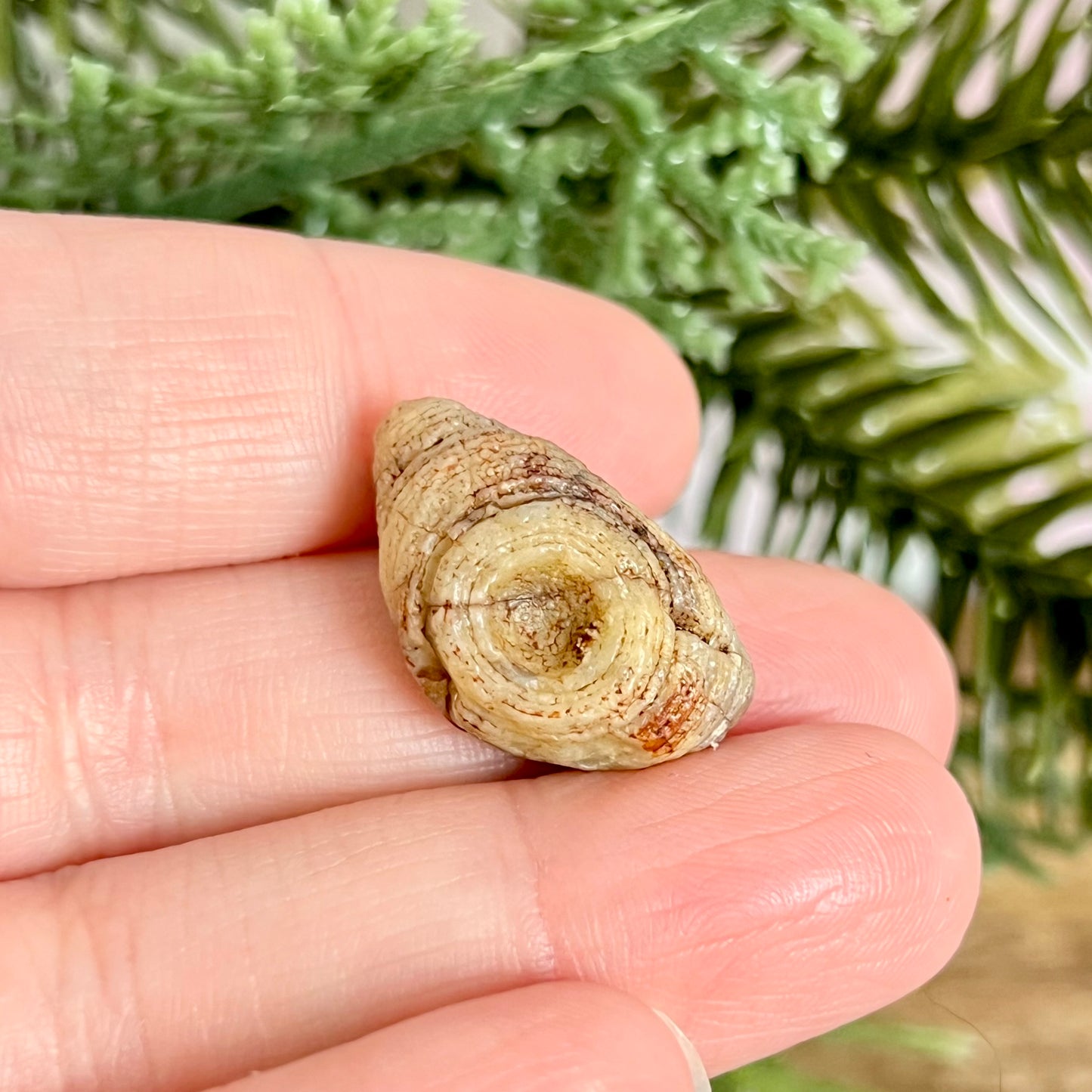 Gobi Desert Agate Natural Nodule