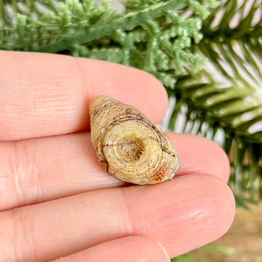 Gobi Desert Agate Natural Nodule