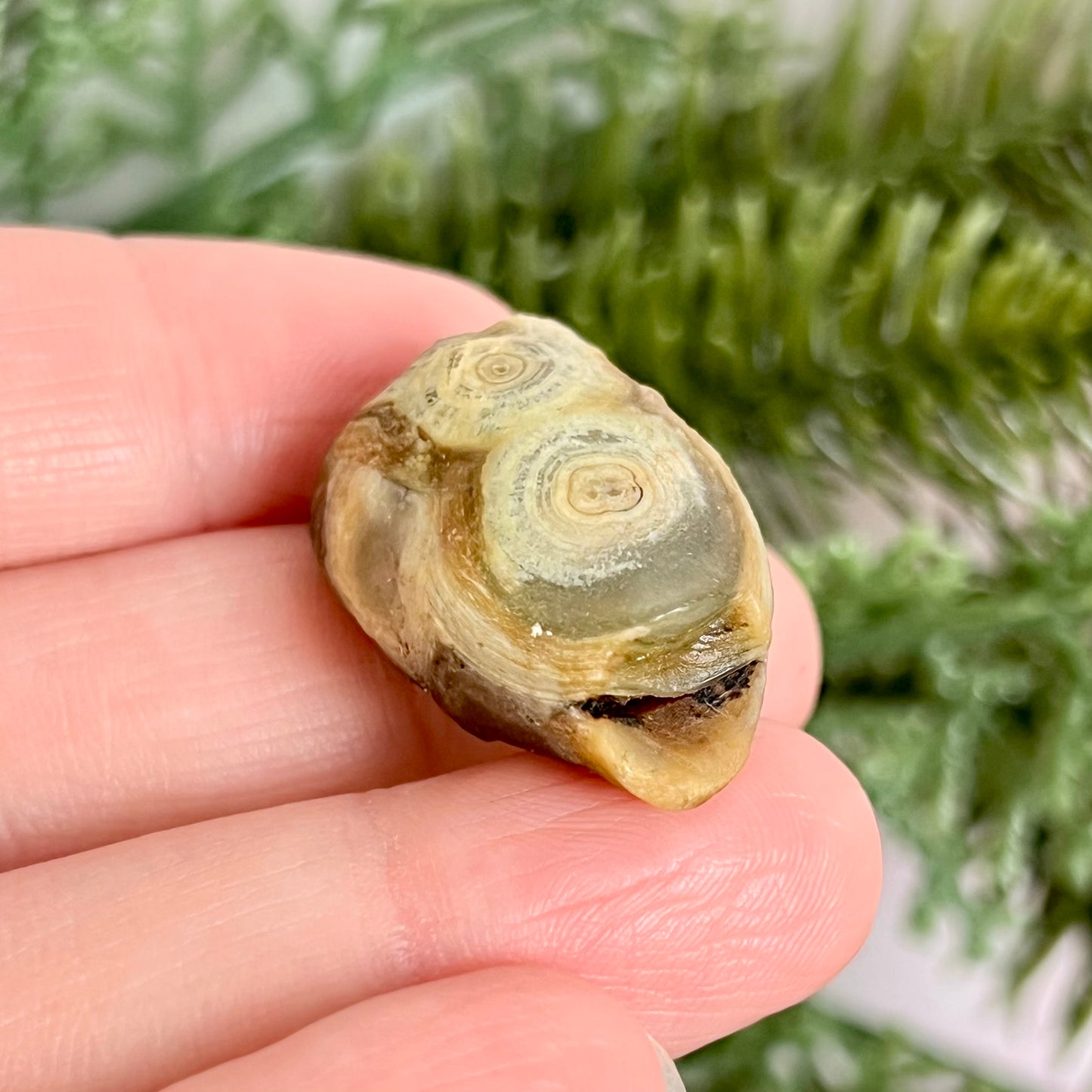 Gobi Desert Agate Natural Nodule