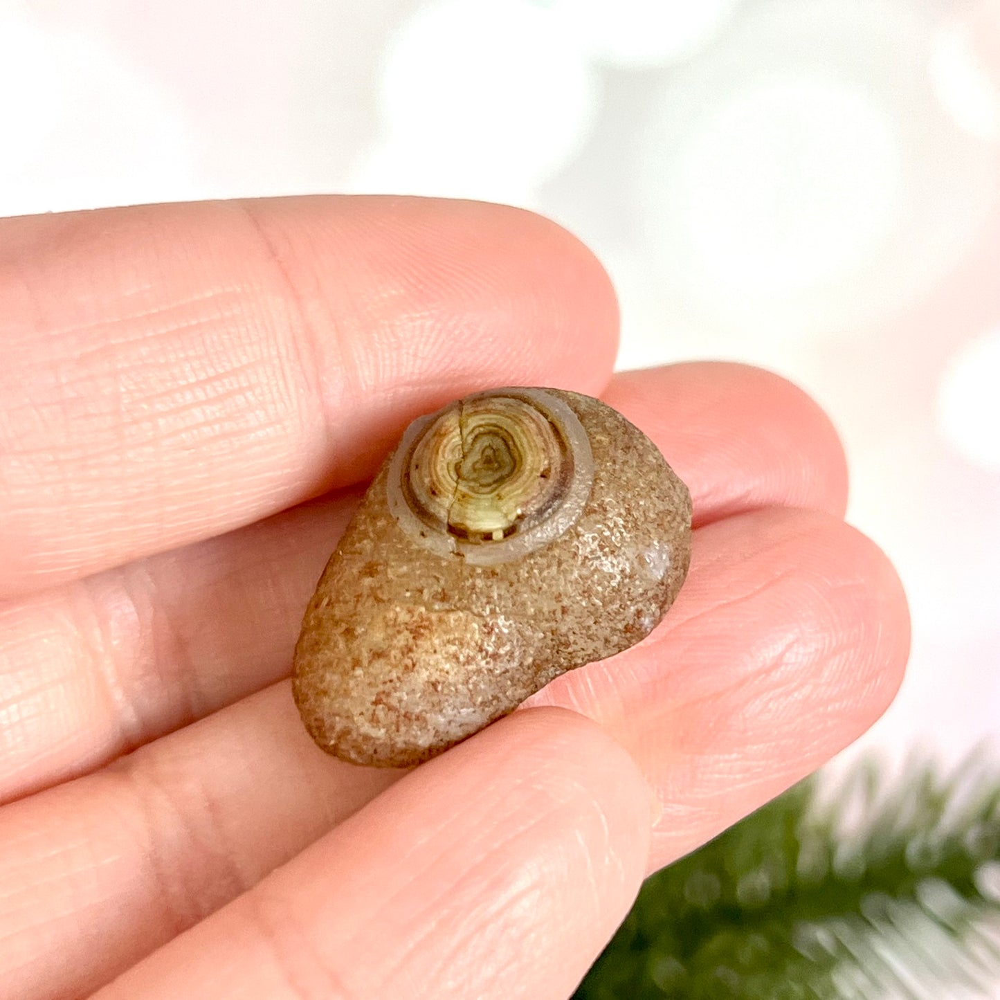 Gobi Desert Agate Natural Nodule