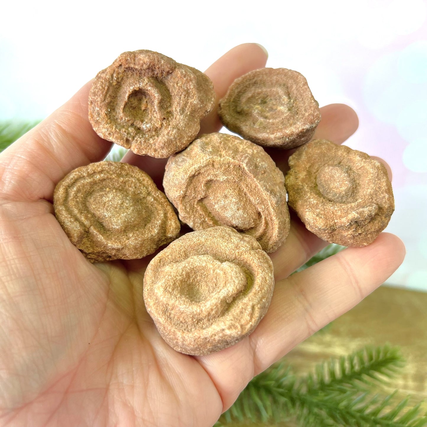 Stromatolite Fossil Raw Stone - You get 1