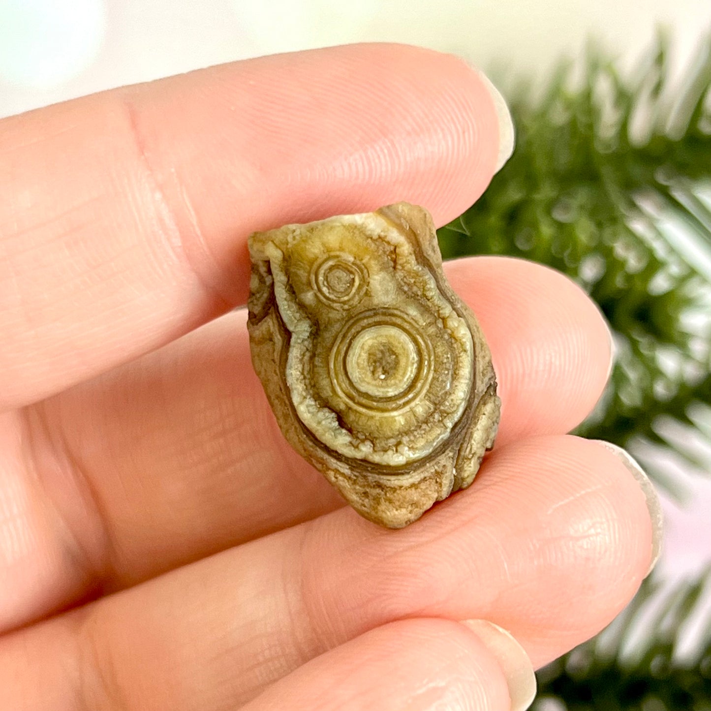 Gobi Desert Agate Natural Nodule