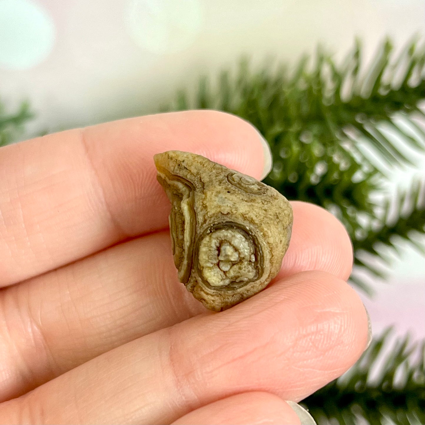 Gobi Desert Agate Natural Nodule