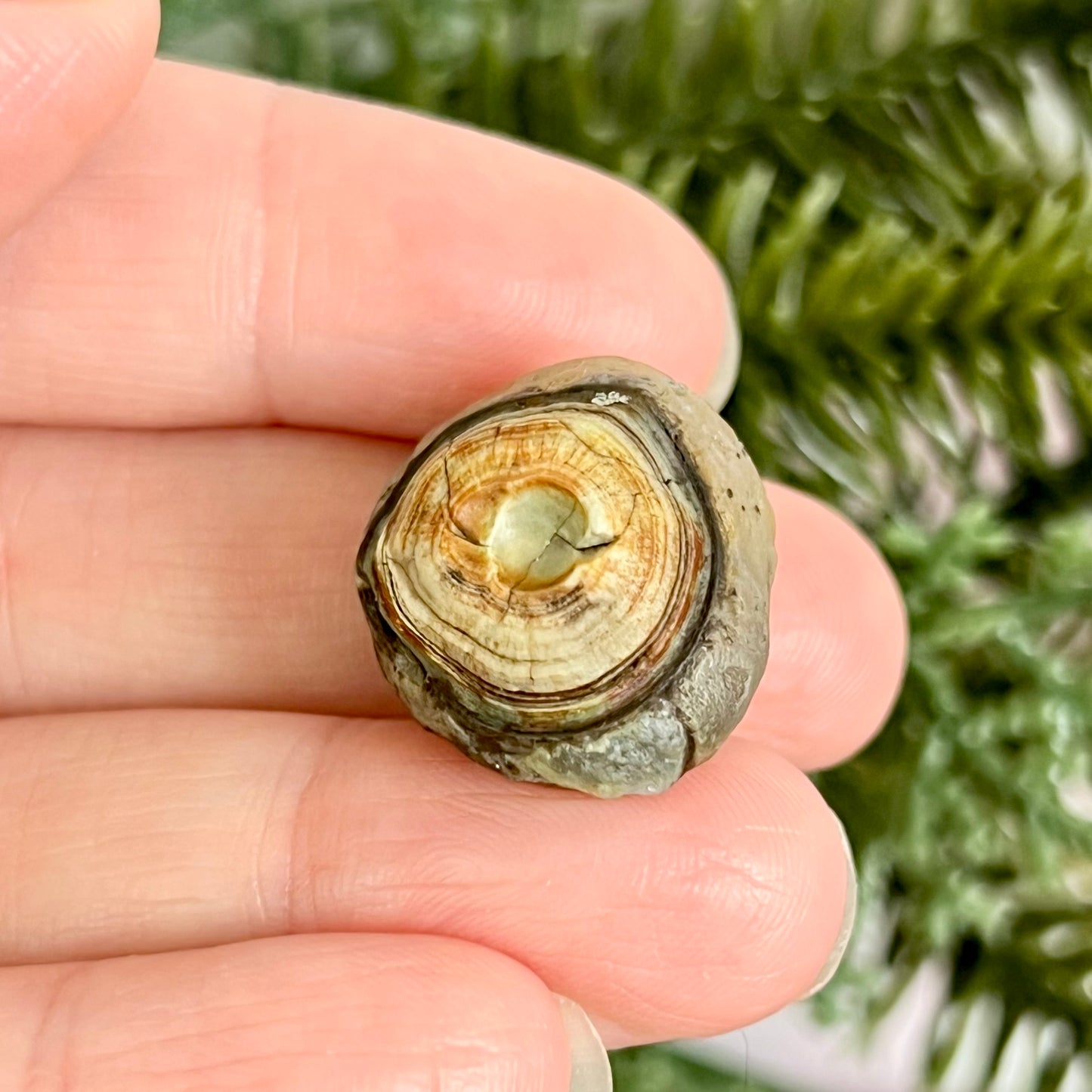 Gobi Desert Agate Natural Nodule