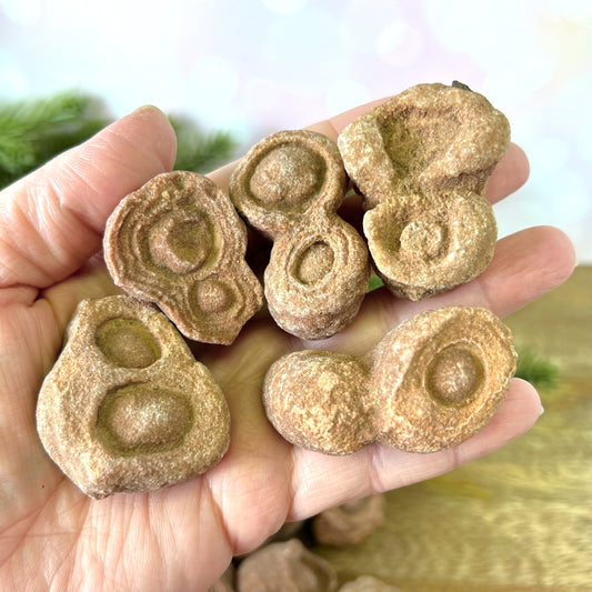 Stromatolite Fossil Raw Stone - You get 1