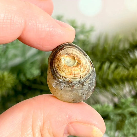 Gobi Desert Agate Natural Nodule