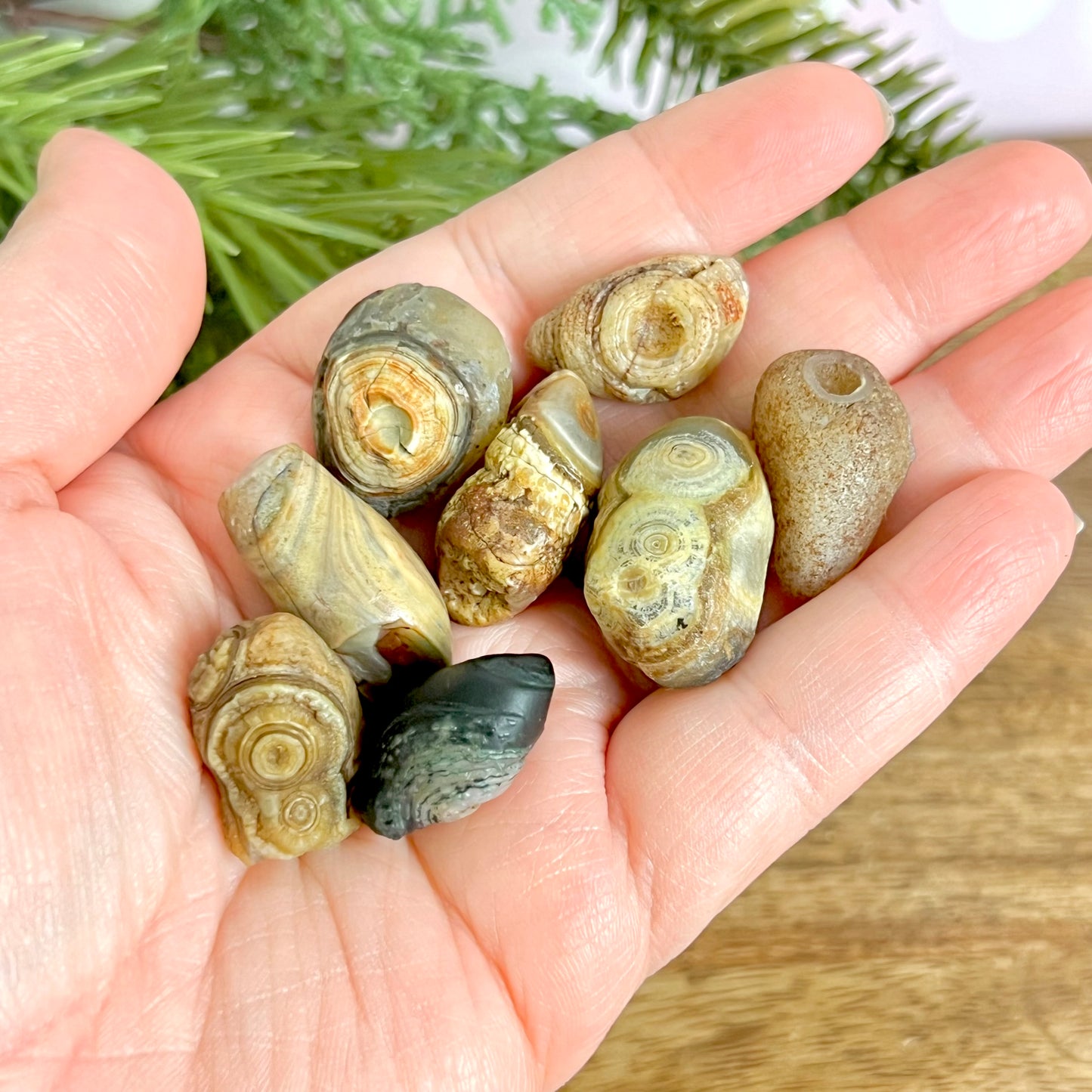 Gobi Desert Agate Natural Nodule