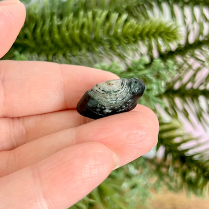 Gobi Desert Agate Natural Nodule