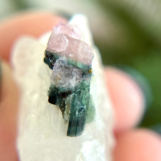 Watermelon Tourmaline on Milky Quartz Crystal Specimen