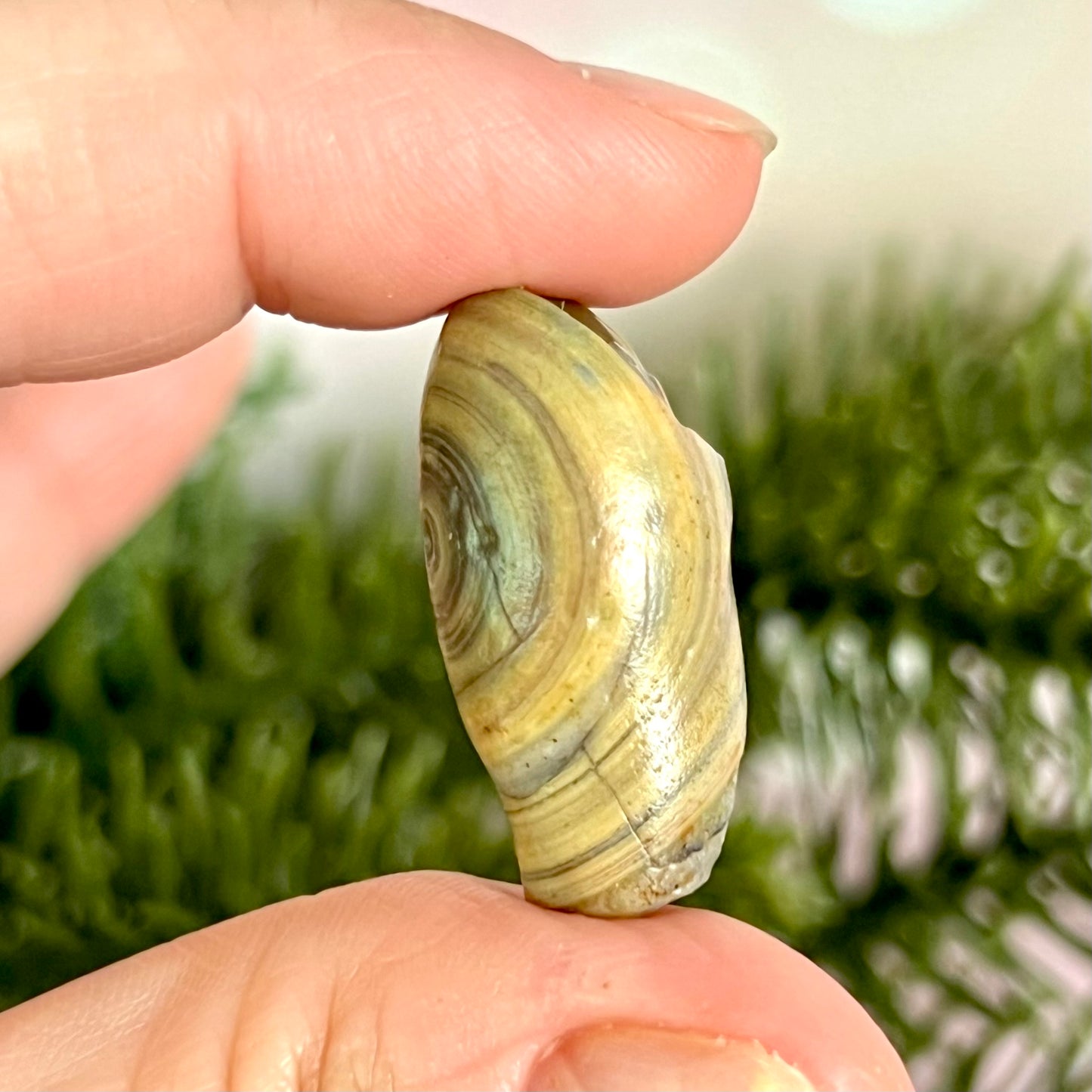 Gobi Desert Agate Natural Nodule