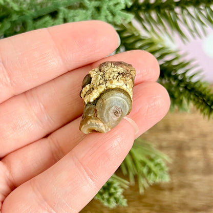 Gobi Desert Agate Natural Nodule