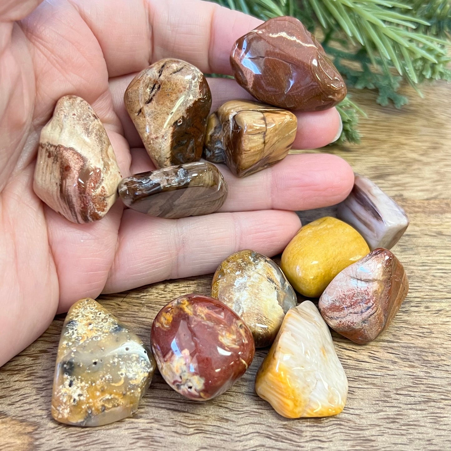 a group of colorful petrified Wood tumbled crystals in a person&#39;s hand